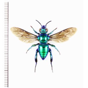 画像: ミドリシタバチの一種　Euglossa sp.　♂　エクアドル