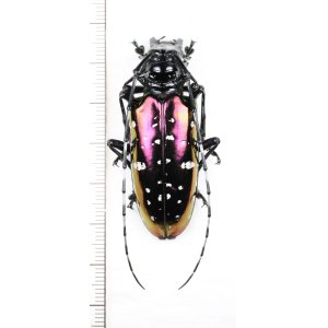 画像: カミキリムシの一種　Anoplophora tonkinea　♀ 　ベトナム北東部