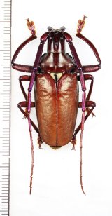 画像: カミキリムシの一種　Scatopyrodes longiceps　♂　メキシコ