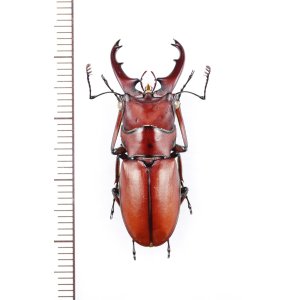 画像: カツラホソアカクワガタ　♂33.7mm　ベトナム北東部