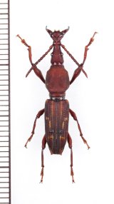 画像: ミツギリゾウムシの一種　Brentidae species 　♂　エクアドル