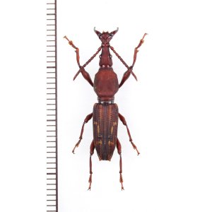 画像: ミツギリゾウムシの一種　Brentidae species 　♂　エクアドル