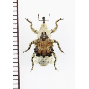 画像: 地衣類に擬態したゾウムシの一種　Curculionidae species　フィリピン(ミンダナオ島)