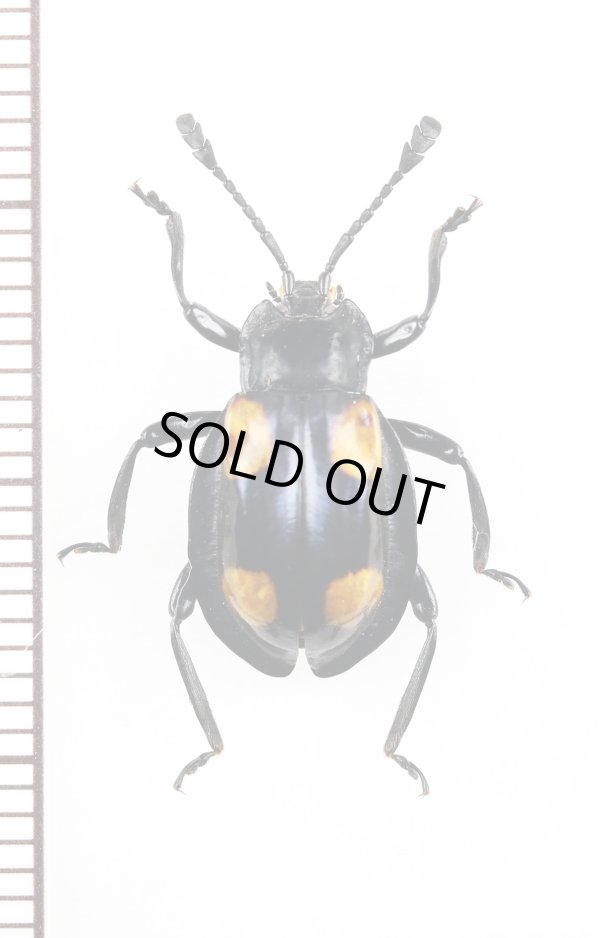 画像1: テントウムシダマシの一種　 Endomychidae species　フィリピン（ミンダナオ島）