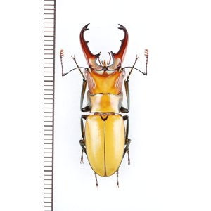 画像: ホソアカクワガタの一種　Cyclommatus sp.　♂34.1mm　ベトナム中部