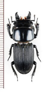 画像: クワガタムシの一種　Lucanidae species　33mm　ベトナム北東部