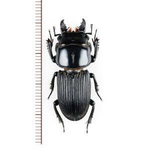 画像: クワガタムシの一種　Lucanidae species　33mm　ベトナム北東部