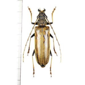 画像: カミキリムシの一種　Nadezhdiella sp.　♀　ベトナム北東部