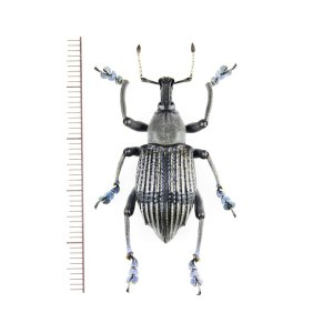 画像: ホウセキゾウムシの一種　 Eupholus messagieri　パプアニューギニア（ニューギニア島）