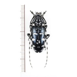 画像: カミキリムシの一種　Anoplophora sp.　♀　ベトナム北東部