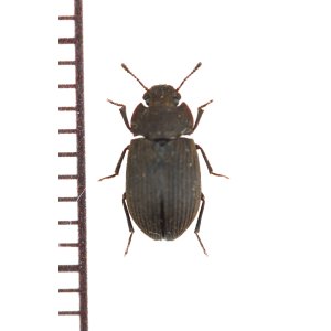 画像: オガサワラスナゴミムシダマシ　小笠原諸島（父島）