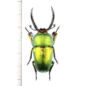 画像: クワガタムシの一種　Lamprima adolphinae　♂49.7mm　インドネシア(ニューギニア島)