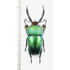 画像: クワガタムシの一種　Lamprima adolphinae　♂51.1mm　インドネシア(ニューギニア島)