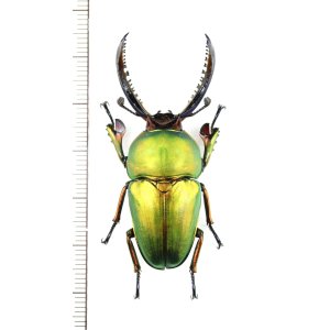 画像: クワガタムシの一種　Lamprima adolphinae　♂49.5mm　インドネシア(ニューギニア島)