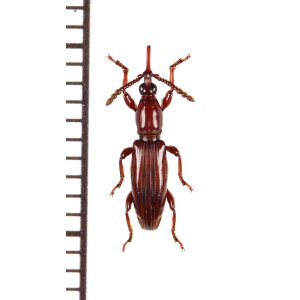 画像: ミツギリゾウムシの一種　Brentidae species　ベトナム北東部