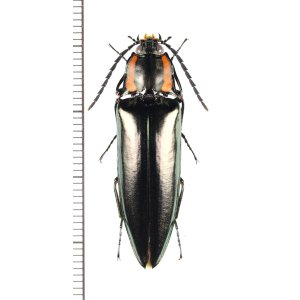 画像: コメツキムシの一種　Campsosternus sp.　♂　 中国（雲南省）