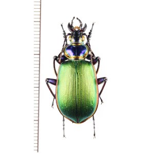 画像: オサムシの一種　Calosoma scrutator　♂　アメリカ合衆国