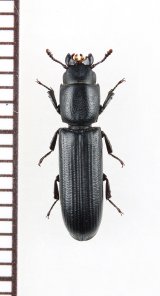 画像: コクヌストの一種　Trogossitidae species　ミャンマー