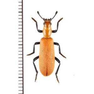 画像: カッコウムシの一種　Cleridae species　ジンバブエ