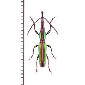 画像: ミツギリゾウムシの一種　Brentidae species　 ブラジル