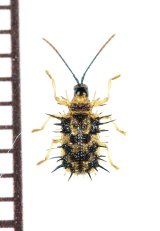 画像: トゲハムシの一種　Hispinae species　 ベトナム南部