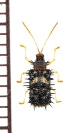 画像: トゲハムシの一種　Hispinae species　 ベトナム南部