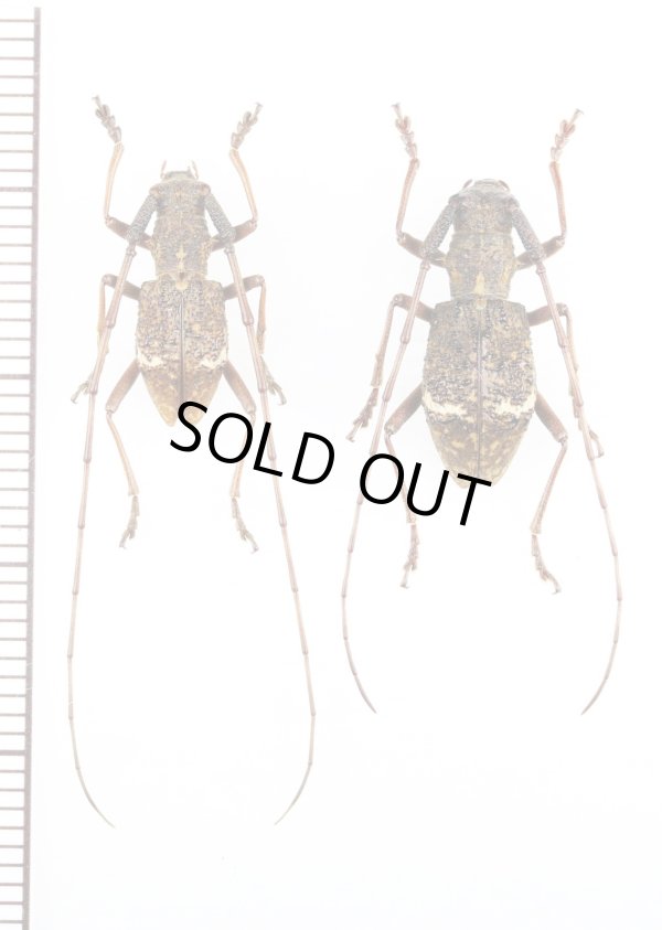 画像1: ヤクシマコブヤハズカミキリ　ペア　屋久島