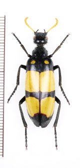 画像: ツチハンミョウの一種　Meloidae species　南アフリカ