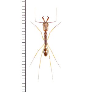 画像: アリの一種　Formicidae species　♀　フィリピン(ミンダナオ島)