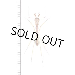 画像: アリの一種　Formicidae species　♀　フィリピン(ミンダナオ島)