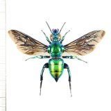 画像: ミドリシタバチの一種　Euglossa sp.　♀　ペルー