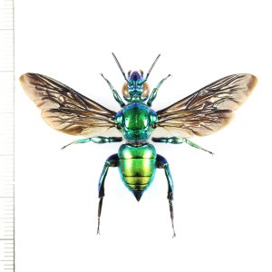 画像: ミドリシタバチの一種　Euglossa sp.　♀　ペルー