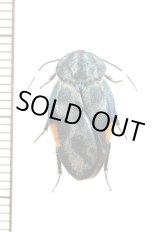 画像: ルリゴキブリの一種　Eucorydia species　ベトナム中部