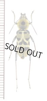 画像: トラカミキリの一種　Clytini species　ベトナム南部