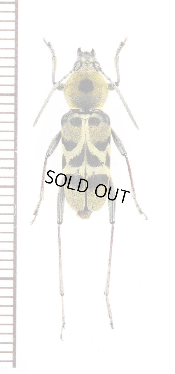 画像1: トラカミキリの一種　Clytini species　ベトナム南部