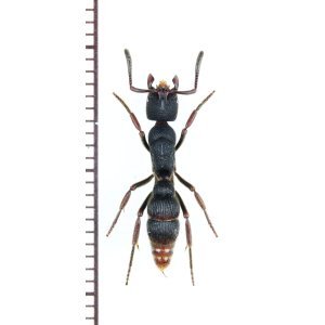 画像: アリの一種　Formicidae species　♀   ベトナム南部