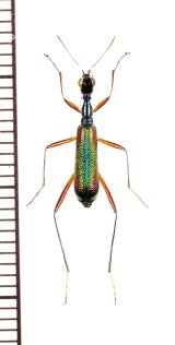 画像: クビナガハンミョウの一種　Neocollyris species　♂　ベトナム北東部