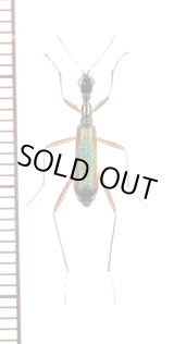 画像: クビナガハンミョウの一種　Neocollyris species　♂　ベトナム北東部