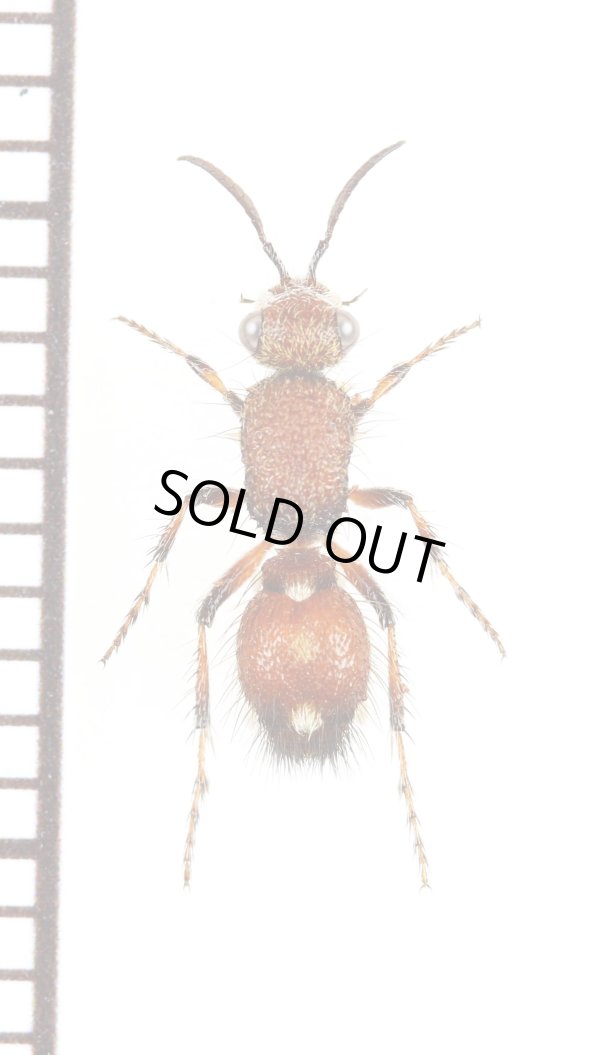 画像1: アリバチの一種　Mutillidae species　♀　オーストラリア
