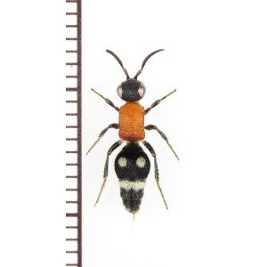 画像: アリバチの一種 　Mutillidae species　♀　 インドネシア（ペレン島）