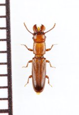 画像: デバヒラタムシの一種　Prostomis mandibularis　チェコ