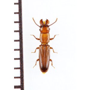 画像: デバヒラタムシの一種　Prostomis mandibularis　チェコ