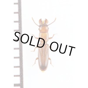 画像: デバヒラタムシの一種　Prostomis mandibularis　チェコ