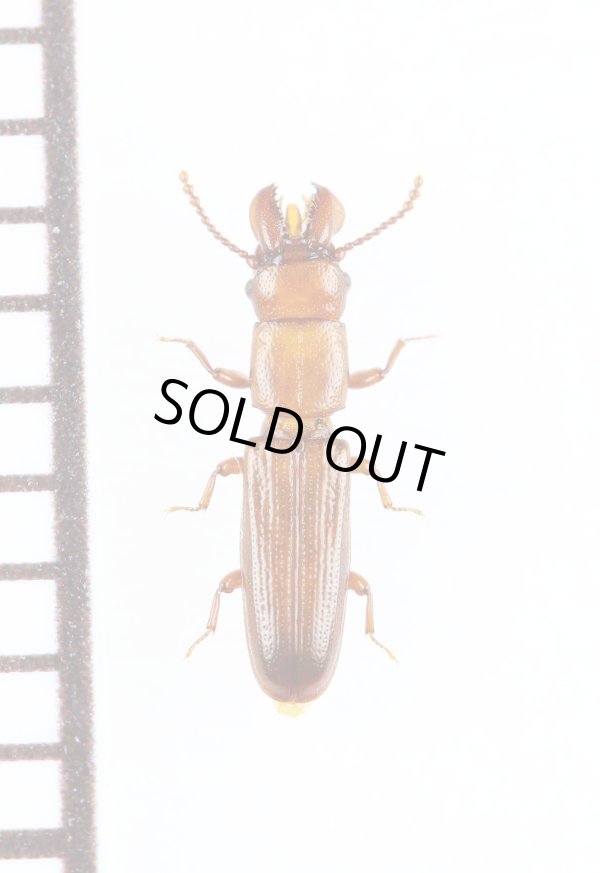 画像1: デバヒラタムシの一種　Prostomis mandibularis　チェコ