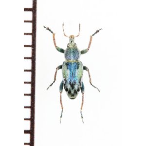 画像: ゾウムシの一種　Coniatus tamarisci　イタリア
