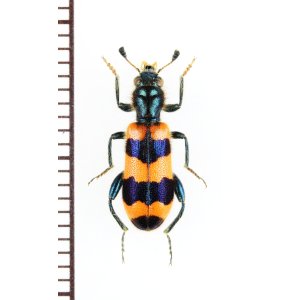 画像: カッコウムシの一種 　Trichodes apiarius　ギリシャ