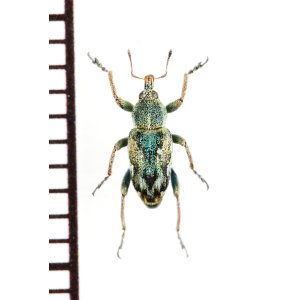 画像: ゾウムシの一種　Coniatus tamarisci　イタリア