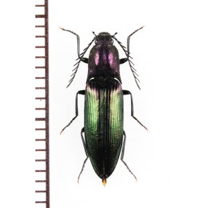 画像: コメツキムシの一種　Ctenicera cuprea　♂　チェコ