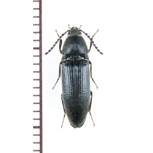 画像: コメツキムシの一種　Melanotus punctolineatus　チェコ