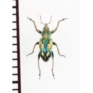 画像: ゾウムシの一種　Coniatus tamarisci　イタリア